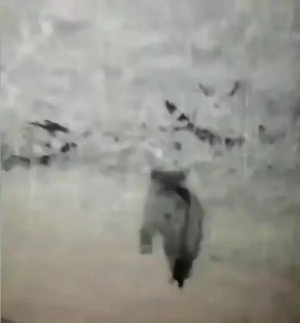 3 ülkeye sınırı olan ilimizde leopar görüldü