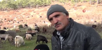 Kütahya'da 5 çoban köpeği ve yabani hayvanların zehirlendiği iddiası
