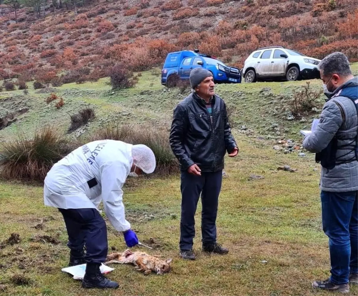 Hayvan zehirlenmelerine ilişkin inceleme başlatıldı