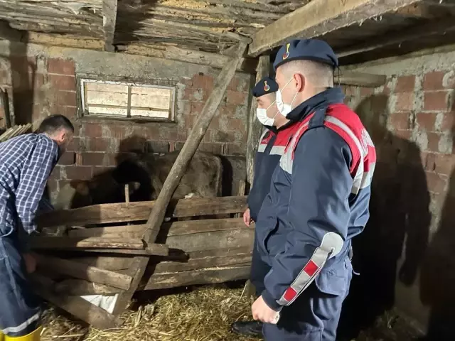 Kaybolan hayvanları jandarma ormanlık alanda buldu