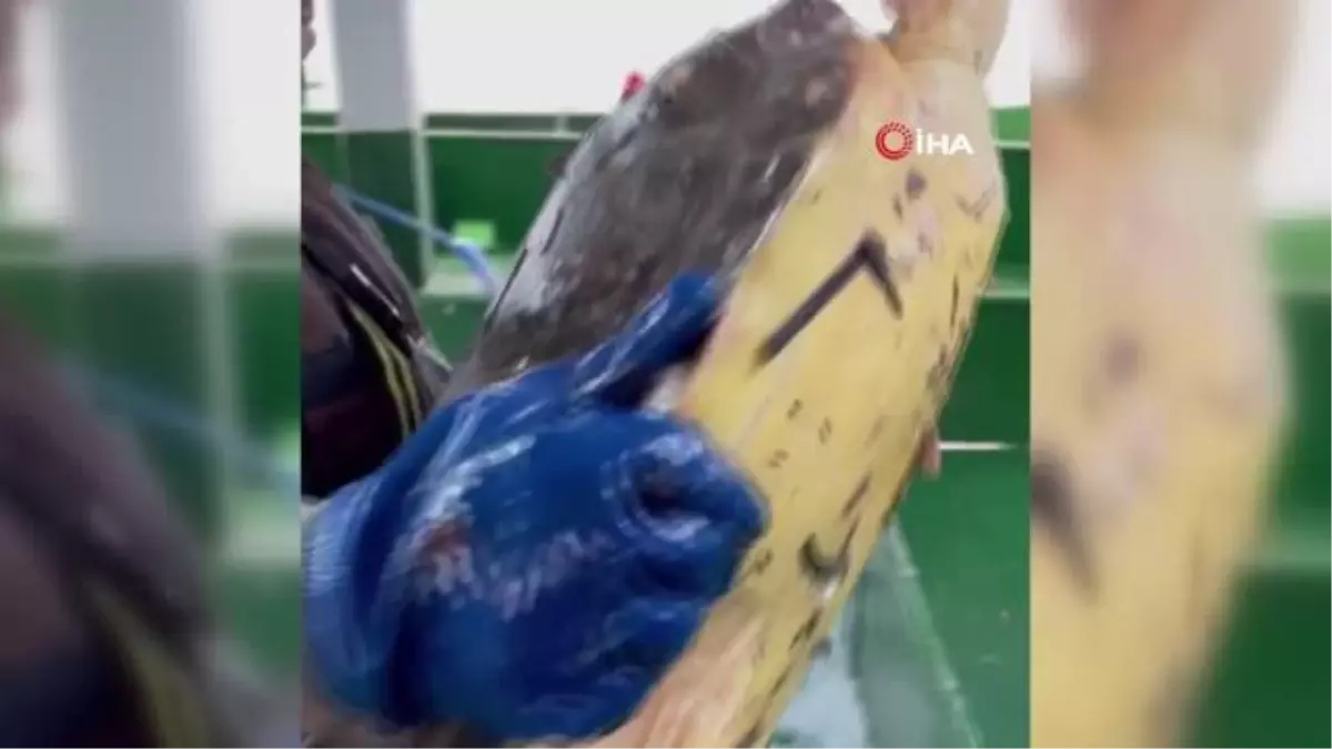 Çanakkale'de balıkçı ağlarına takılan caretta caretta denize salındı