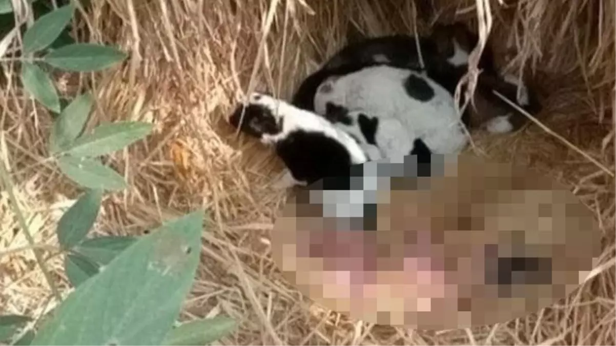 Köylüler çalılıkların arasındaki yavru köpeklerin misafirini görünce hüngür hüngür ağladı! Hemen polisi aradılar