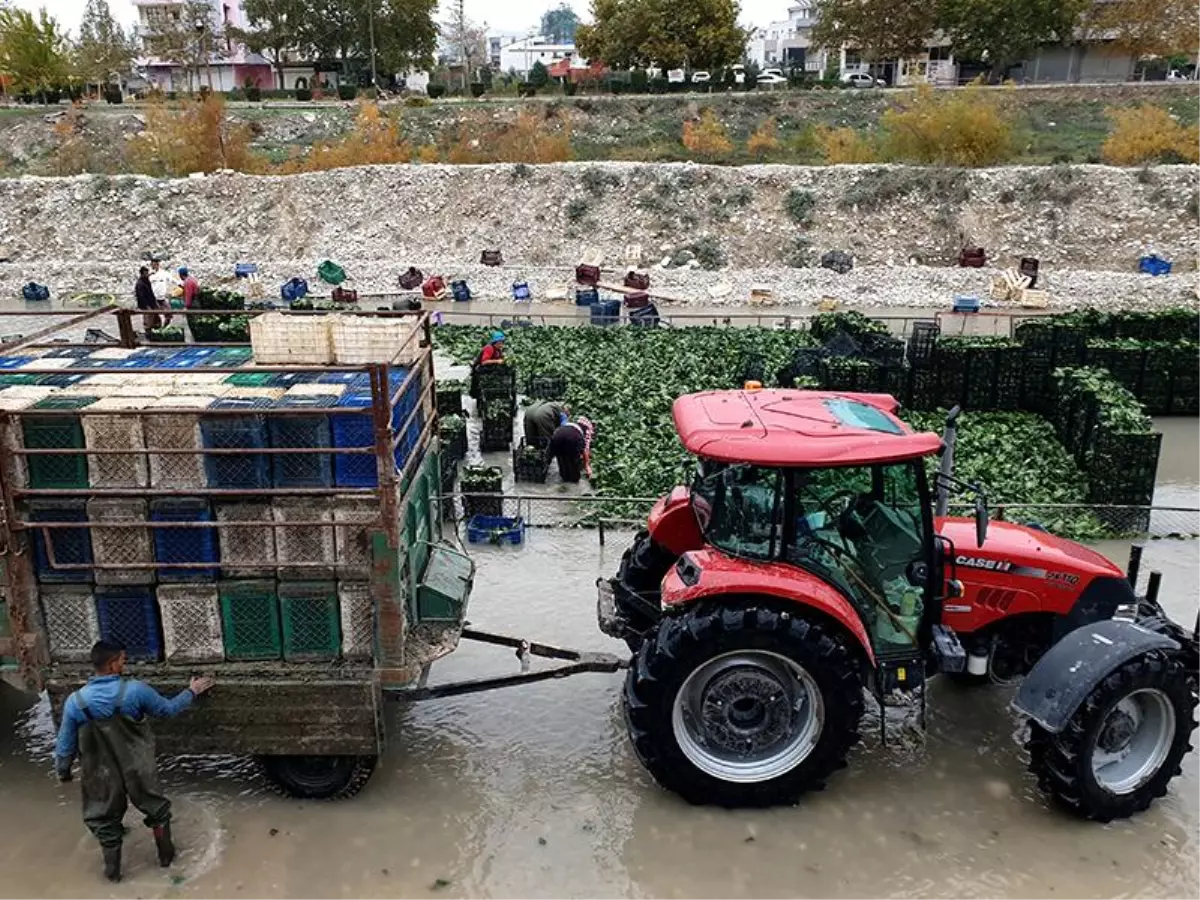 Osmaniye'de ıspanak çiftçiyi sevindirdi