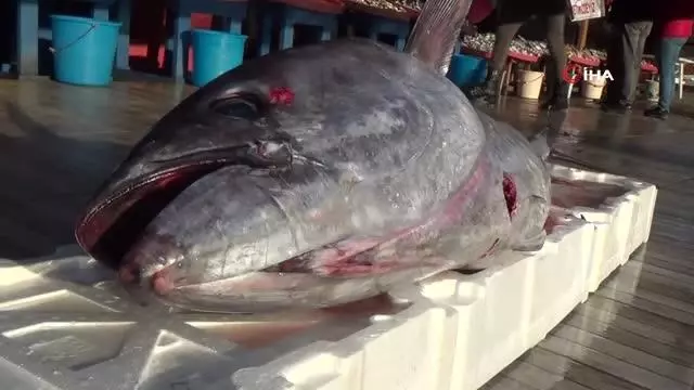 100 kiloluk torik balığı ağlara takıldı