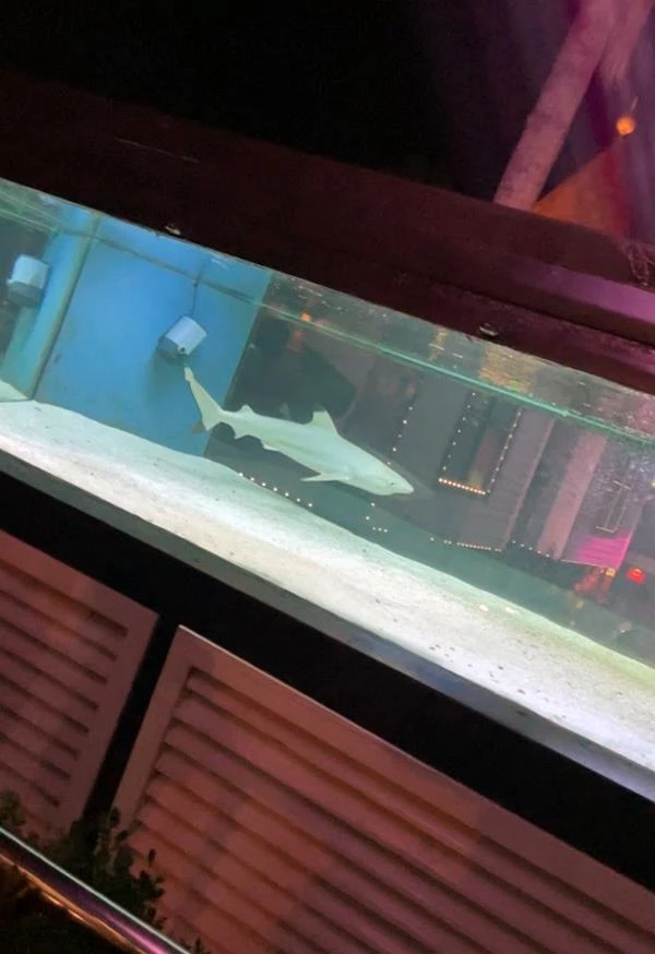 Ünlü gece kulübünde akvaryuma hapsedilen köpek balığı için Almanya'dan çağrı! PETA devreye girdi