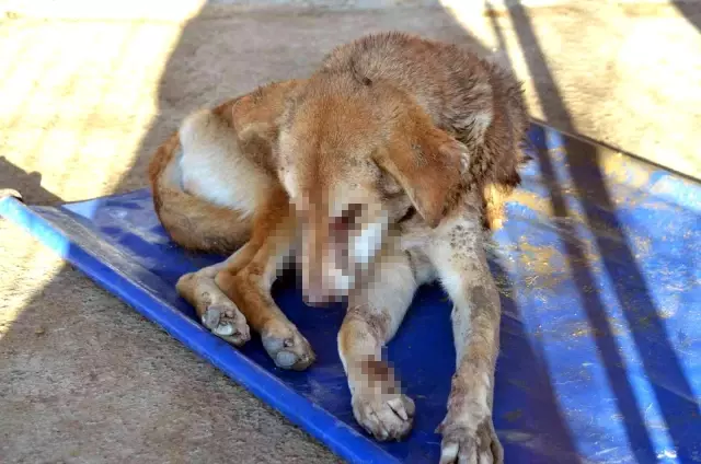 Zonguldak'ta gözleri oyulmuş sokak köpeği bulundu