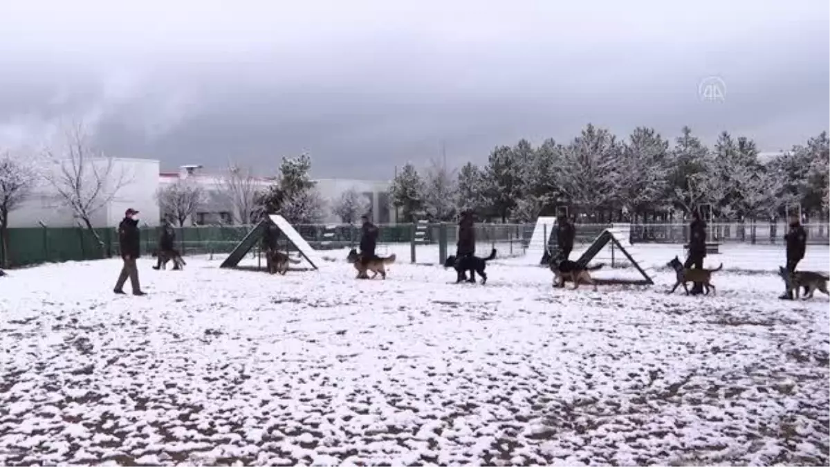 Operasyonların 'gizli kahramanı' dedektör köpekler