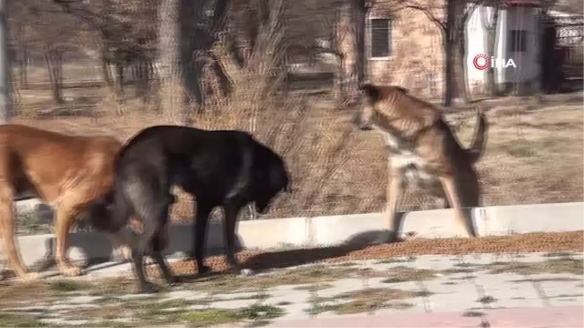Veteriner Hekim Taha Acar: 'Sokak köpekleri karşılaşılınca göz teması kurulmamalı, kesinlikle kaçılmamalı'