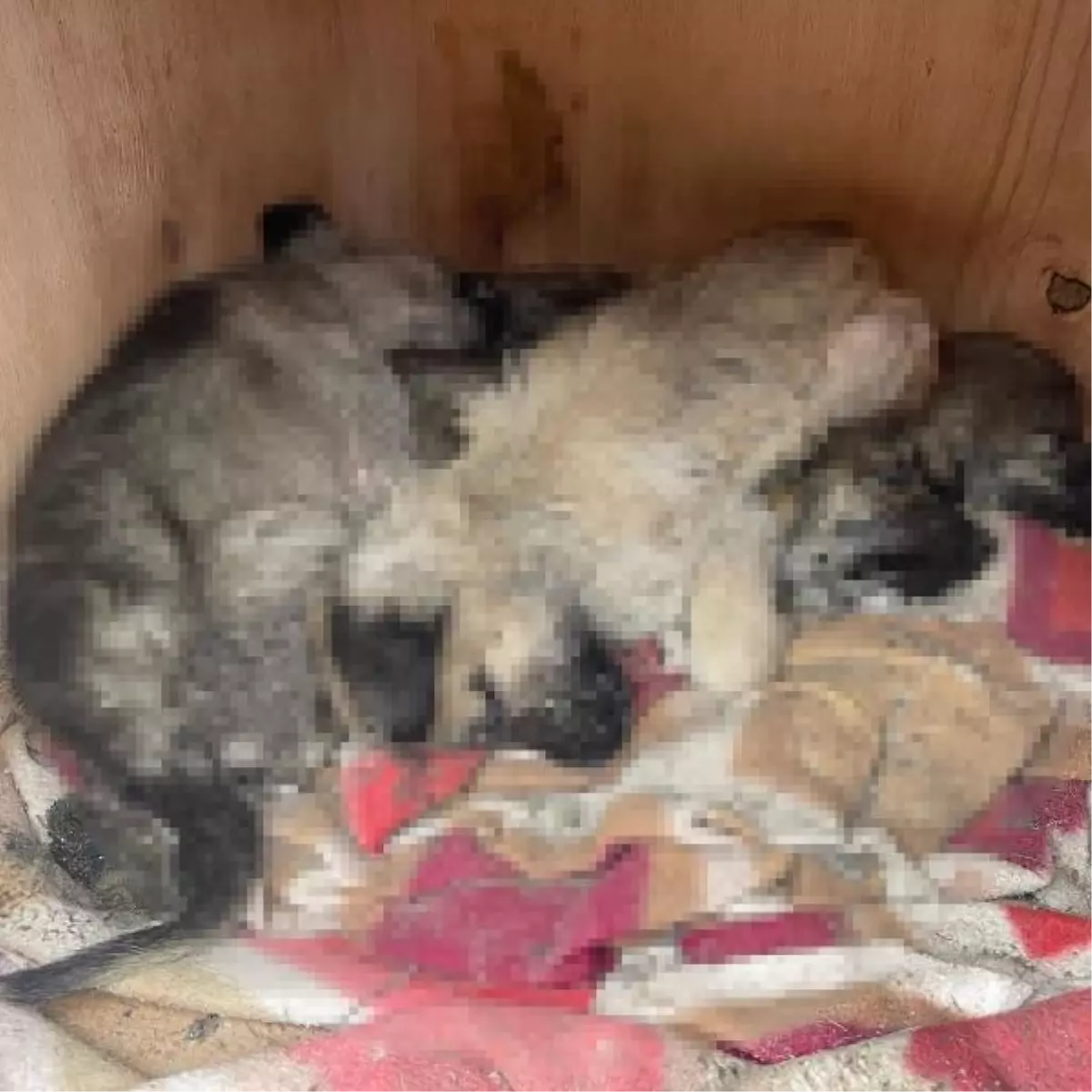 Son dakika haberleri | 12 köpeğin öldüğü yerde bulunan yavruya 'Umut' adı verildi