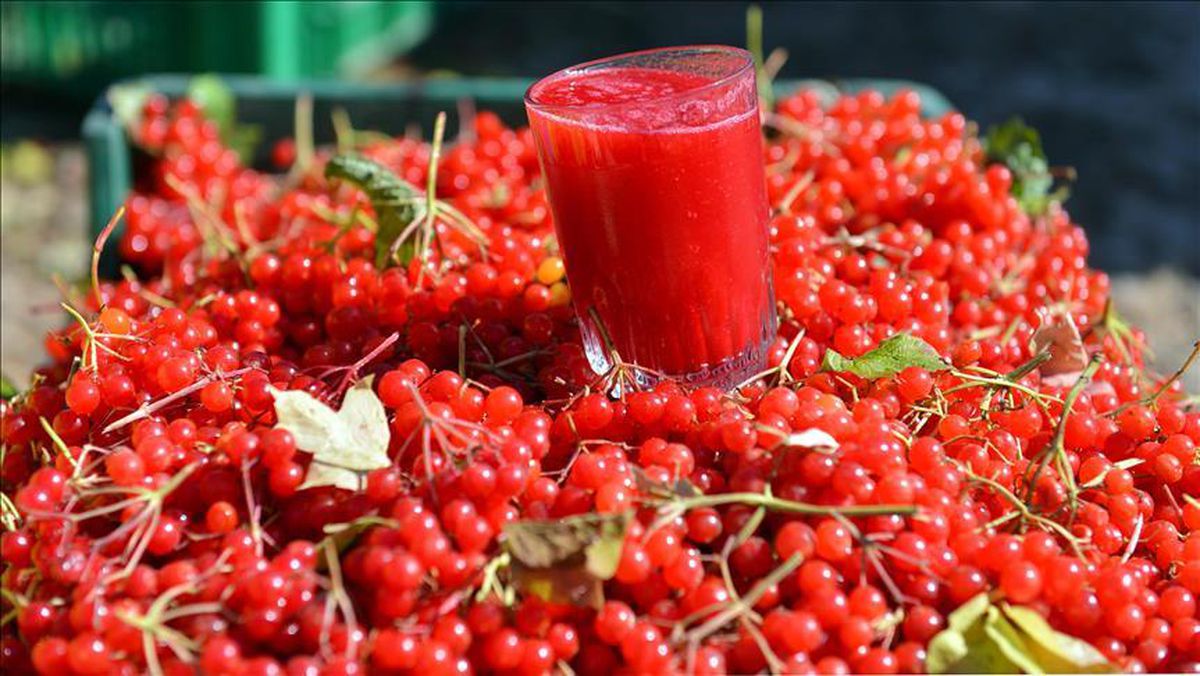 Gilaburu nedir? Gilaburu suyu neye iyi gelir? Gilaburunun sağlık açısından faydaları nelerdir?