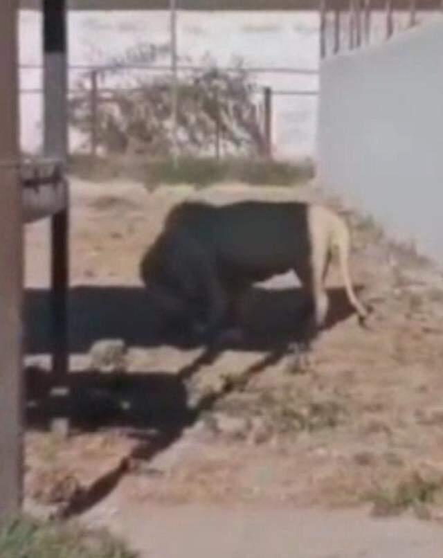 Hayvanat bahçesinde eşine az rastlanır anlar! Vahşi aslan kendi yavrusunu yedi