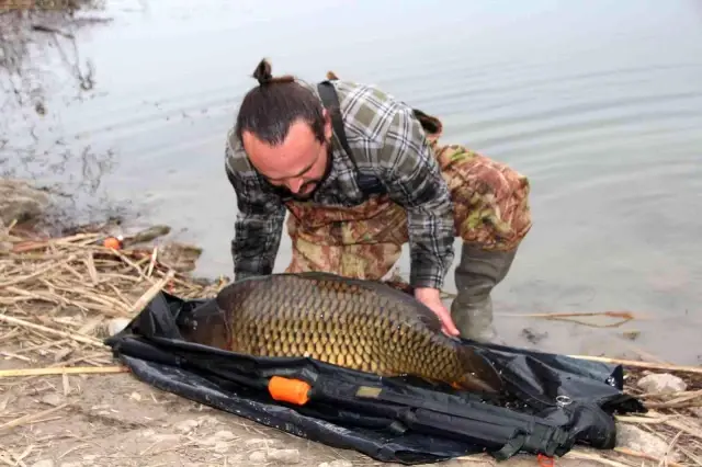Amatör balıkçılar oltayla 22 kiloluk dev sazan balığı yakaladı
