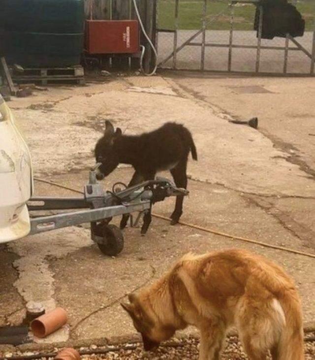 Annesinin terk ettiği yavru eşekteki garipliği fark eden adam, ne yapacağını bilemedi Annesinin terk ettiği yavru eşekteki garipliği fark eden adam, ne yapacağını bilemedi