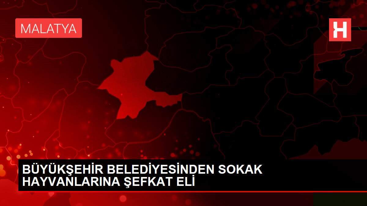 BÜYÜKŞEHİR BELEDİYESİNDEN SOKAK HAYVANLARINA ŞEFKAT ELİ