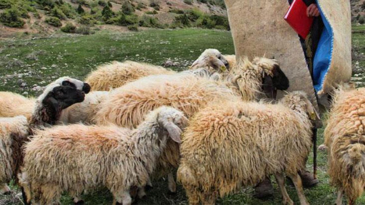 cobanin-yaptigi-hareket-duyanlari-saskinlik-14628946_3311_amp.jpg