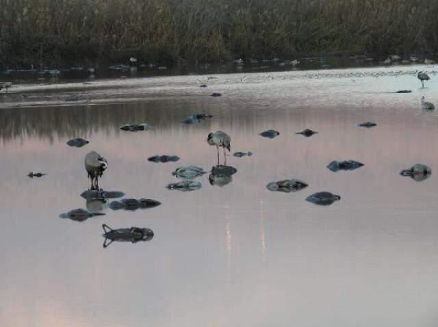 İsrail'de kuş gribi salgınında 5000 göçmen turna öldü! Uzmanlardan 'Ölü kuşlara dokunmayın' uyarısı