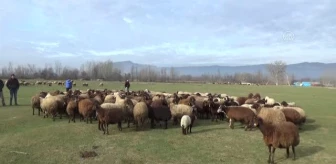 Türkiye'ye örnek olan projede dağıtılan koyun sayısı 80 bine ulaştı