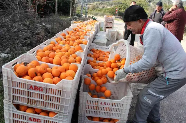 Üretici de tüketici de aynı dertten muzdarip! Dalında 1,5 lira olan portakal, zincir markette 5,90