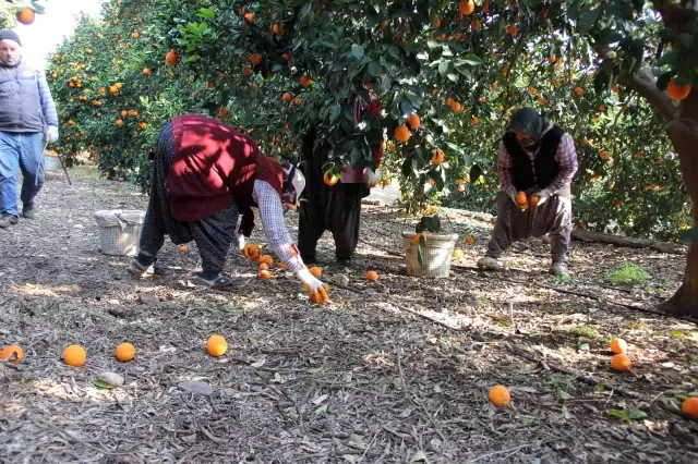 Üretici de tüketici de aynı dertten muzdarip! Dalında 1,5 lira olan portakal, zincir markette 5,90