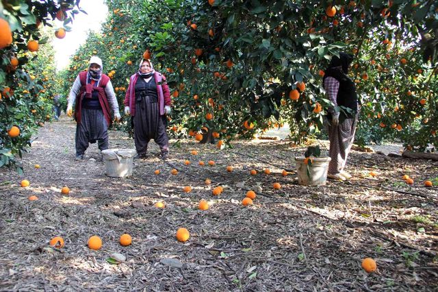 Üretici de tüketici de aynı dertten muzdarip! Dalında 1,5 lira olan portakal, zincir markette 5,90