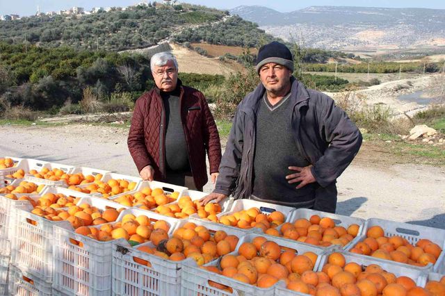 Üretici de tüketici de aynı dertten muzdarip! Dalında 1,5 lira olan portakal, zincir markette 5,90