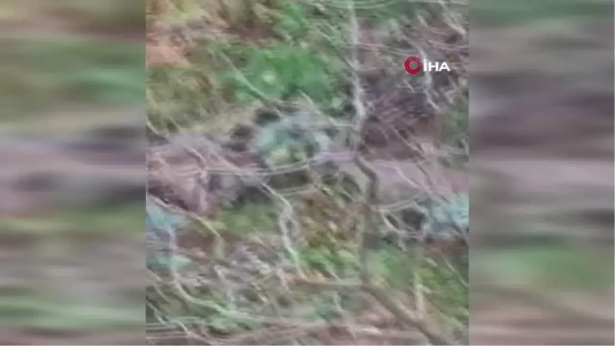 Giresun'da aç kalan karacalar il merkezine indiler