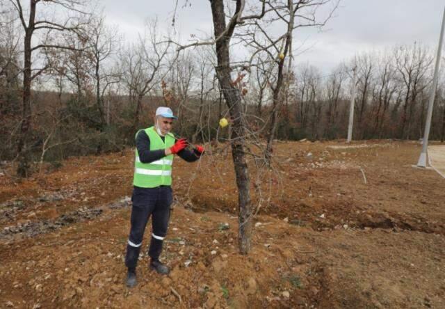 Dilovası'nda Osmanlı geleneği yaşatılıyor! Hayvanların aç kalmamaları için ağaçlara meyveler asıldı Dilovası'nda Osmanlı geleneği yaşatılıyor! Hayvanların aç kalmamaları için ağaçlara meyveler asıldı