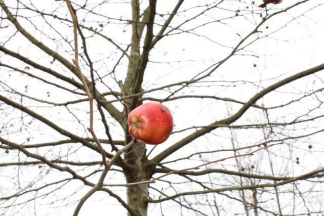 Dilovası'nda Osmanlı geleneği yaşatılıyor! Hayvanların aç kalmamaları için ağaçlara meyveler asıldı Dilovası'nda Osmanlı geleneği yaşatılıyor! Hayvanların aç kalmamaları için ağaçlara meyveler asıldı