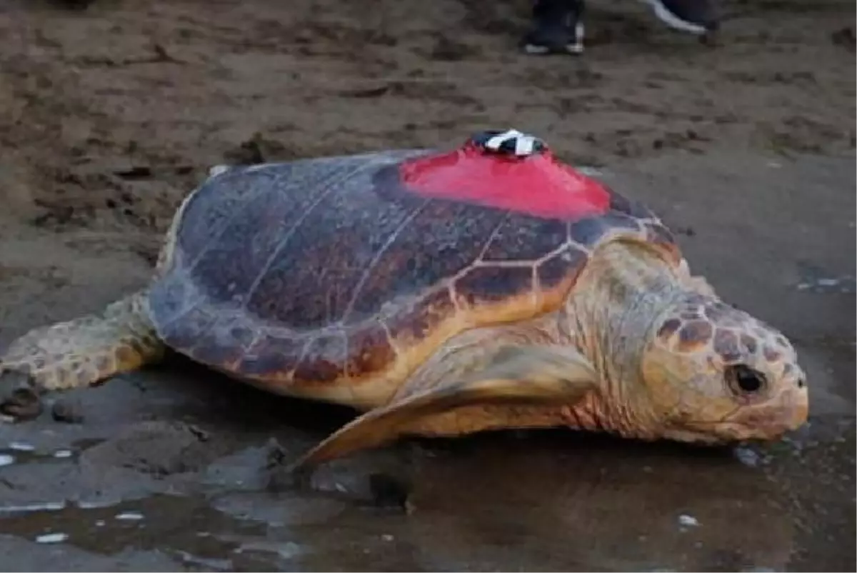 Η CARETTA TUBA ΕΧΕΙ ΚΑΛΥΨΕΙ 15 ΧΙΛΙΑΔΕΣ ΜΙΛΙΑ, ΠΑΡΑΚΟΛΟΥΘΗΣΕ 6 ΕΚΑΤΟΜΜΥΡΙΑ ΑΝΘΡΩΠΟΥΣ