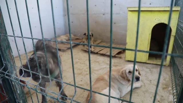 Çubuk'ta sokak hayvanları için Can Dostlar Kliniği kuruldu