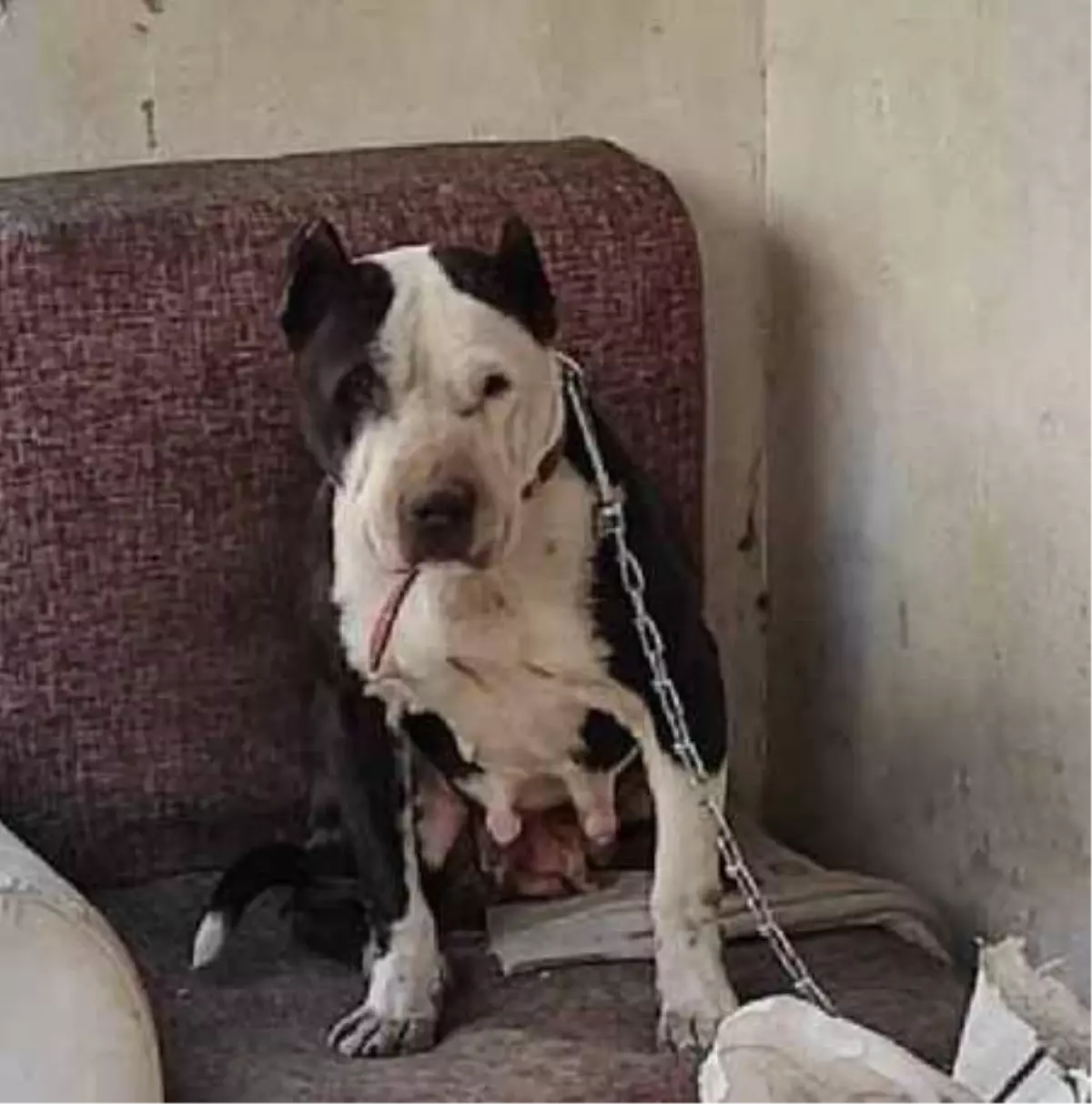 Kayseri'de bodrum katta bulunan Pitbull, barınağa götürüldü