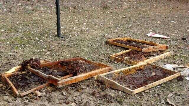 Elektrik telleriyle çevrili kovanları parçalayan ayının yaptığı hayrete düşürdü! Cereyana kapılmamak için toprağı kazmış Elektrik telleriyle çevrili kovanları parçalayan ayının yaptığı hayrete düşürdü! Cereyana kapılmamak için toprağı kazmış