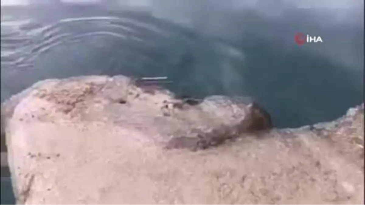 Akyaka'da Akdeniz Foku Görüntülendi