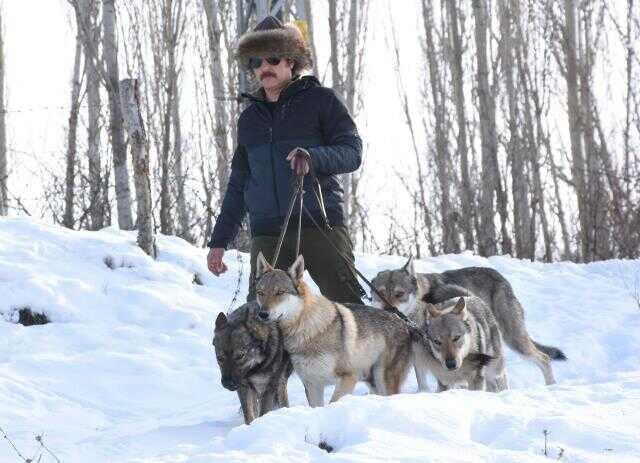 Hayatını kurtlara adadı! Yetiştirdiği kurtlar tarihi dizilerde de rol alıyor Hayatını kurtlara adadı! Yetiştirdiği kurtlar tarihi dizilerde de rol alıyor