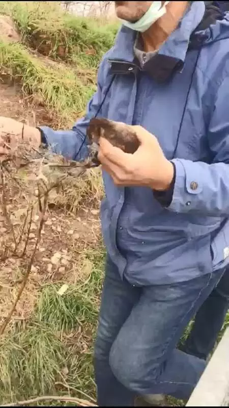 NEHRE ATILAN MİSİNAYA TAKILAN DALGIÇ KUŞUNU, BALIKÇILAR KURTARDI