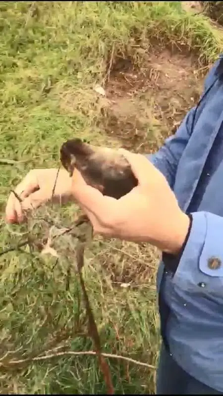 NEHRE ATILAN MİSİNAYA TAKILAN DALGIÇ KUŞUNU, BALIKÇILAR KURTARDI