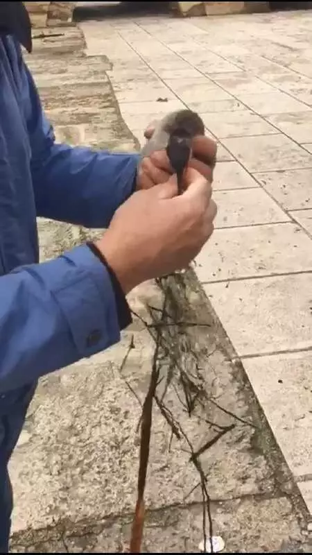 NEHRE ATILAN MİSİNAYA TAKILAN DALGIÇ KUŞUNU, BALIKÇILAR KURTARDI