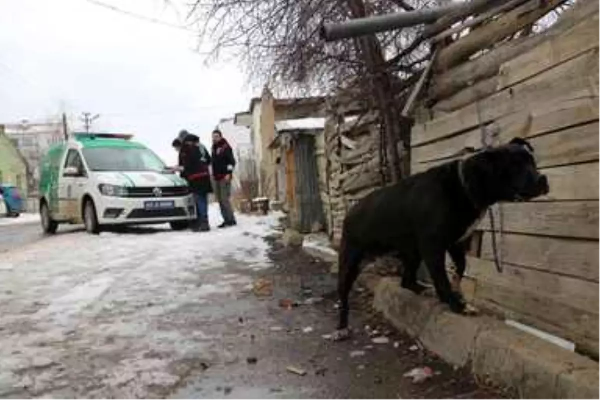 Yasaklı ırk köpek besleyenlere ceza yağdı