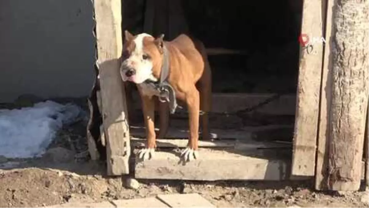 Yasaklı ırk olan köpeklerini kendi elleriyle ekiplere teslim ettiler