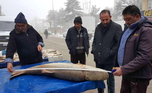 Erzincan'da yakalanan dev turna balığı görenleri şaşkına çevirdi!