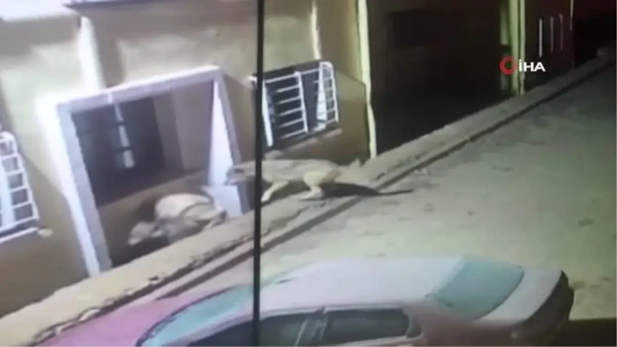 Kurtlar köye dadanıp köpeklere saldırdı... O anlar güvenlik kamerasına yansıdı