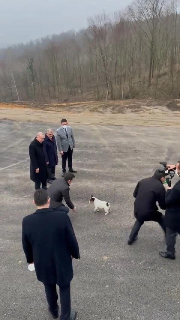 Cumhurbaşkanı Erdoğan'ın hayvan barınağı ziyaretinden renkli anlar! Maylo ile oynadı