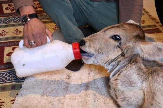İneği doğum yaptı, buzağıyı görünce inanamadı! Şimdi ağlayarak yardım istiyor