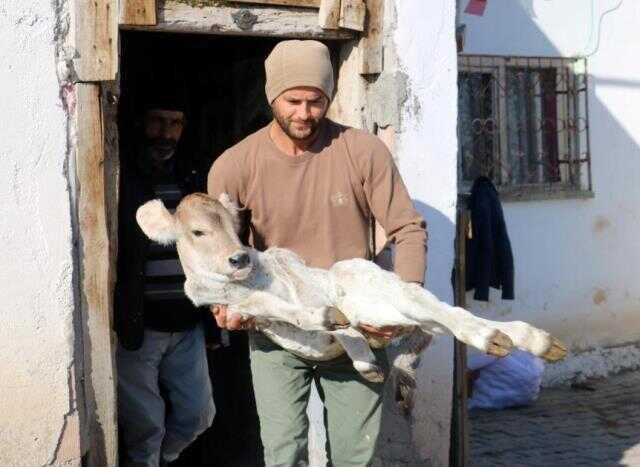 İneği doğum yaptı, buzağıyı görünce inanamadı! Şimdi ağlayarak yardım istiyor