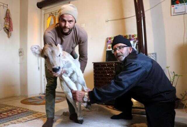 İneği doğum yaptı, buzağıyı görünce inanamadı! Şimdi ağlayarak yardım istiyor