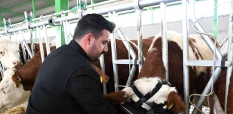 Sanal gerçeklik gözlüğüyle ineklerin süt verimliliği arttı