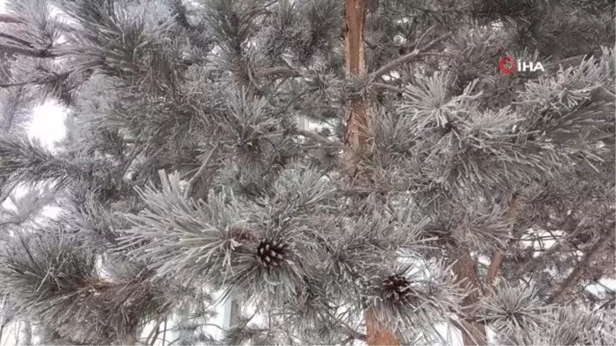 Erzurum'da yoğun sis görüş mesafesini düşürdü, ağaçlar kırağı tuttu