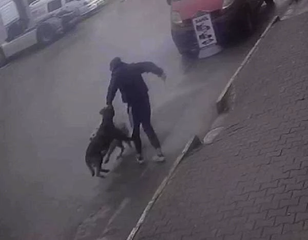 Son dakika haber | Köpeğine saldıran sokak köpeğini bıçakladı; o anlar kamerada