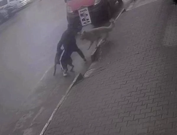Son dakika haber | Köpeğine saldıran sokak köpeğini bıçakladı; o anlar kamerada