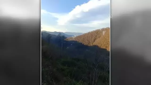 Ulubey'de orman yangını (1)